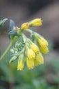 Golden Drop Onosma echioidesÃÂ close-up of pending yellow tubular flowers